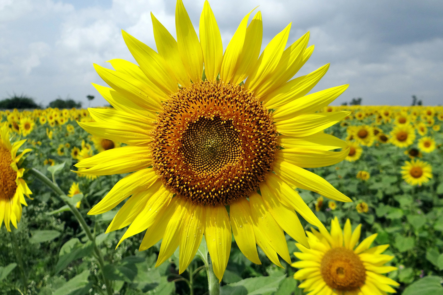 Sunflower<br>